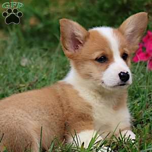 Ezekiel, Pembroke Welsh Corgi Puppy